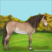 Horse Color:Buckskin Roan Rabicano