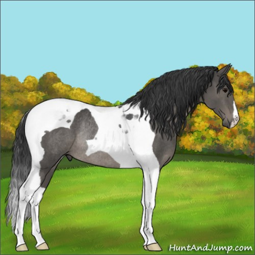Horse Color:Black Tobiano Rabicano 