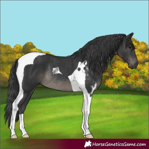 Horse Color:Black Tobiano Rabicano