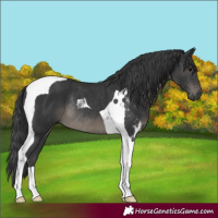 Horse Color:Black Tobiano Rabicano