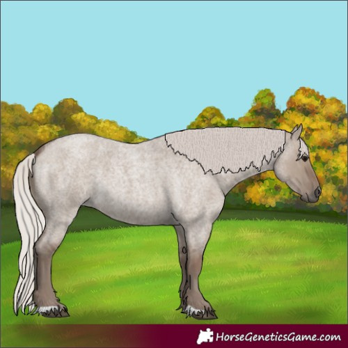 Horse Color:Silver Grullo Roan 