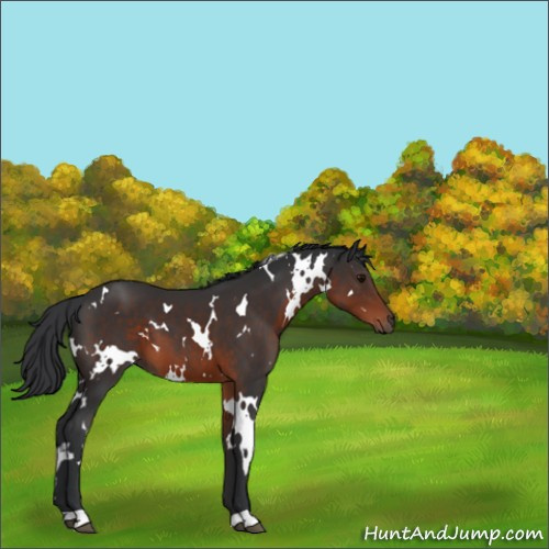 Horse Color:White Spotted Brown 