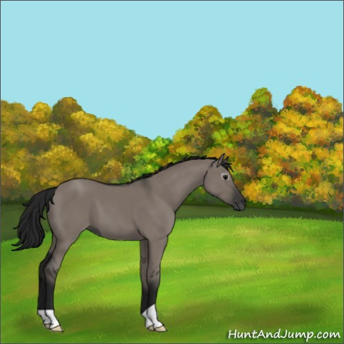 Horse Color:Gray Grullo