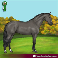 Horse Color:Grullo 