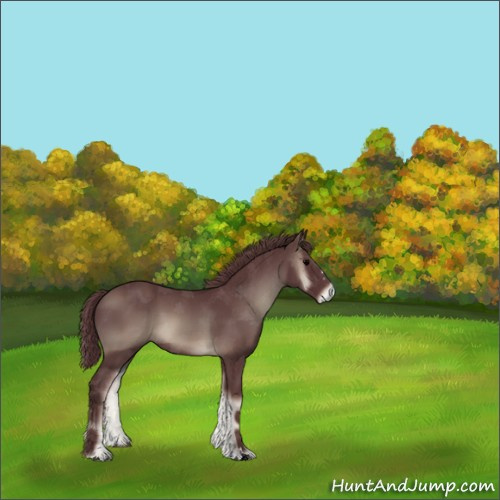 Horse Color:ERROR: UNKNOWN ANOMALY
