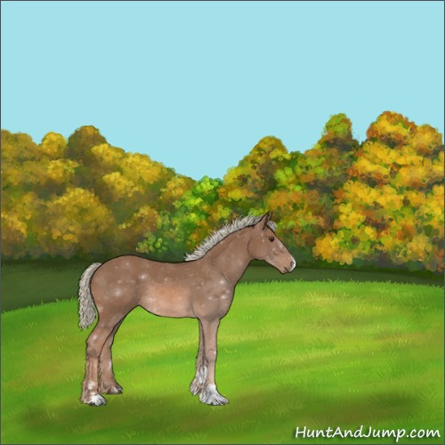 Horse Color:Chestnut Mushroom Sabino 