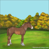 Horse Color:Chestnut Sabino