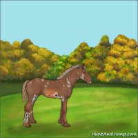 Horse Color:White Spotted Chestnut 