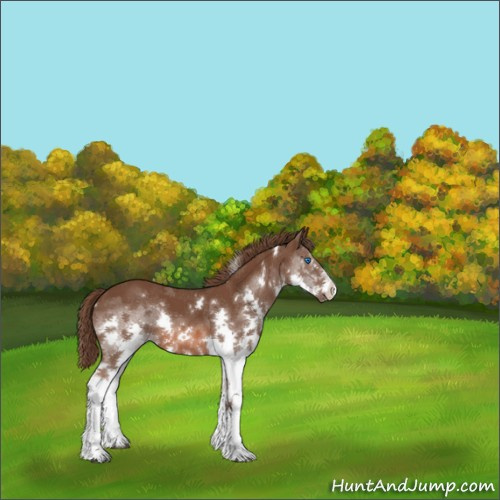 Horse Color:White Spotted Liver Chestnut Splash 