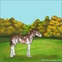 Horse Color:White Spotted Liver Chestnut Splash 