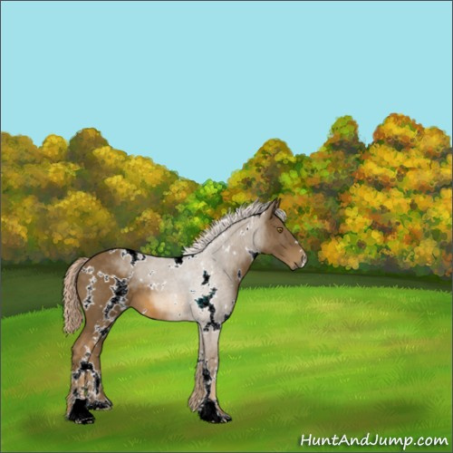 Horse Color:White Spotted Chocolate Palomino Sabino