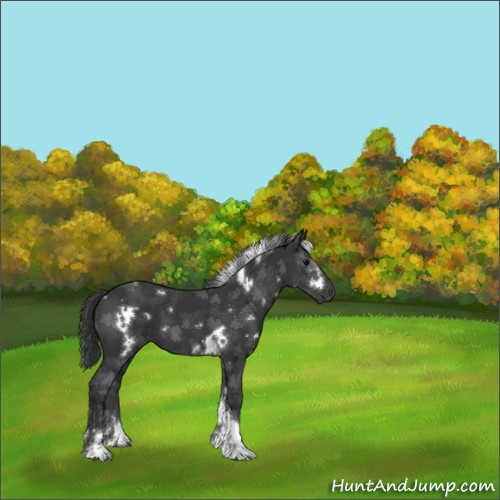 Horse Color:White Spotted Black Tobiano 