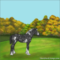 Horse Color:White Spotted Black Tobiano 