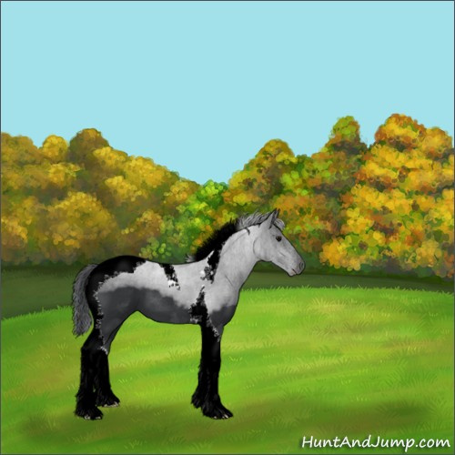 Horse Color:Black Sabino Tobiano 