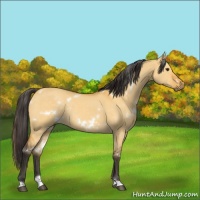 Horse Color:White Spotted Buckskin Dun Sabino Rabicano 