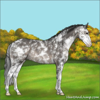 Horse Color:Black Sabino Rabicano 