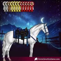 Horse Color:Gray Black Splash