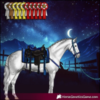 Horse Color:Gray Black Splash