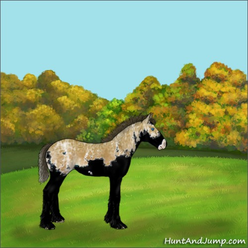 Horse Color:White Spotted Brown Ice Roan Splash Appaloosa 