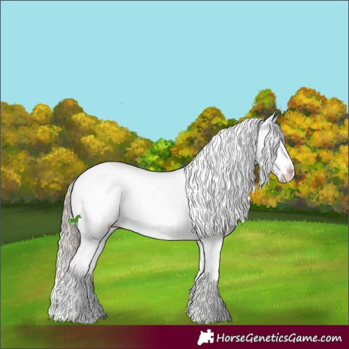 Horse Color:Liver Chestnut Sabino Splash Appaloosa 