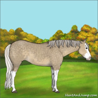 Horse Color:Silver Smoky Grullo Splash