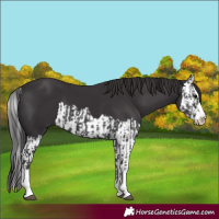 Horse Color:Smoky Black  and Smoky Black Splash 