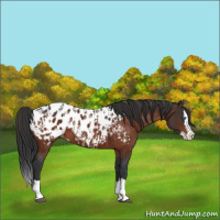 Horse Color:Bay Sabino Splash Appaloosa  and Bay Sabino Splash Appaloosa 
