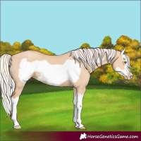 Horse Color:Silver Classic Champagne Dun Splash Frame 