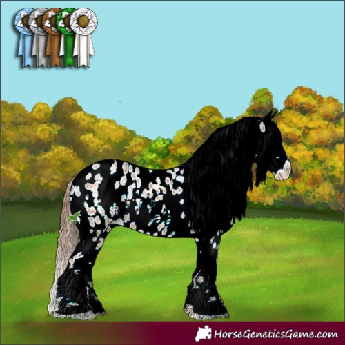 Horse Color:White Spotted Red Dun Sabino Appaloosa 