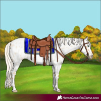 Horse Color:Gold Cream Champagne Roan Near Leopard  and Gold Cream Champagne Roan Frame Near Leopard 