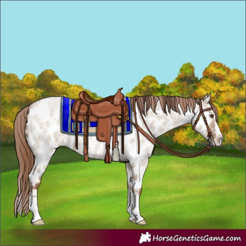 Horse Color:Classic Champagne Roan Dun Splash Appaloosa 