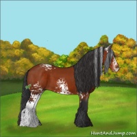 Horse Color:White Spotted Brown Sabino 