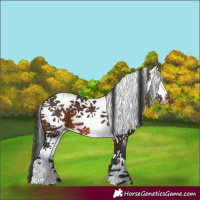 Horse Color:White Spotted Brown Sabino