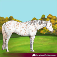 Horse Color:Gold Champagne Appaloosa  and Gold Champagne Appaloosa 