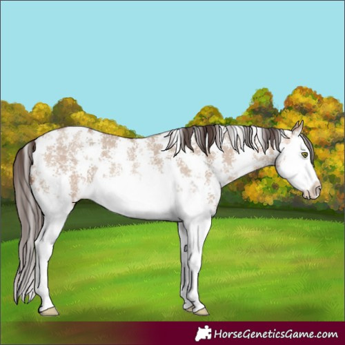 Horse Color:Amber Champagne Dun Sabino Splash 
