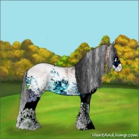 Horse Color:White Spotted Bay Splash 