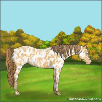 Horse Color:Amber Cream Champagne Appaloosa  and Amber Cream Champagne Appaloosa 
