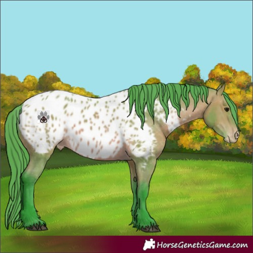 Horse Color:Watercolor Bay Appaloosa 