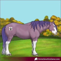 Horse Color:Watercolor Grullo Splash