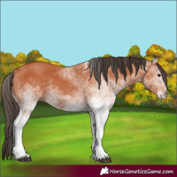Horse Color:White Spotted Bay 