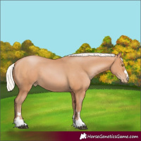 Horse Color:Silver Bay Pearl 