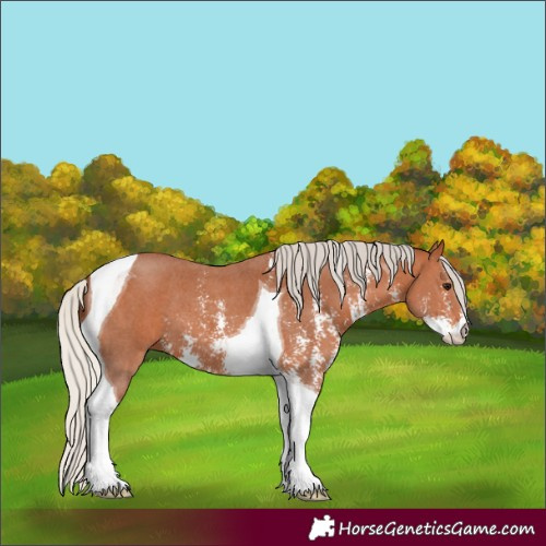 Horse Color:Silver Bay Sabino Tobiano 
