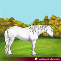 Horse Color:Silver Bay Dun Sabino Frame 