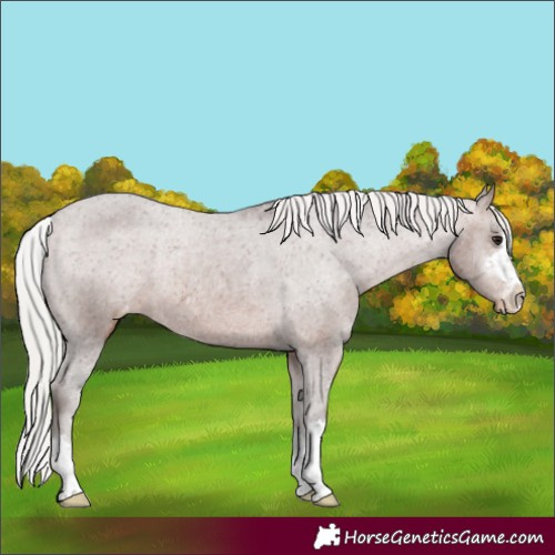 Horse Color:Silver Brown Varnish Rabicano