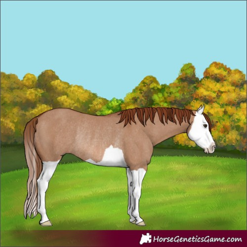 Horse Color:Red Dun Splash Rabicano 