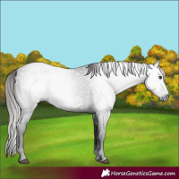 Horse Color:Gray White Spotted Liver Chestnut 