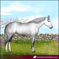 Horse Color:Gray White Spotted Brown