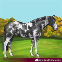 Horse Color:White Spotted Black Sabino 