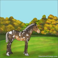 Horse Color:White Spotted Silver Smoky Black Sabino Appaloosa 