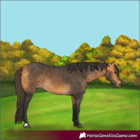 Horse Color:Buckskin 